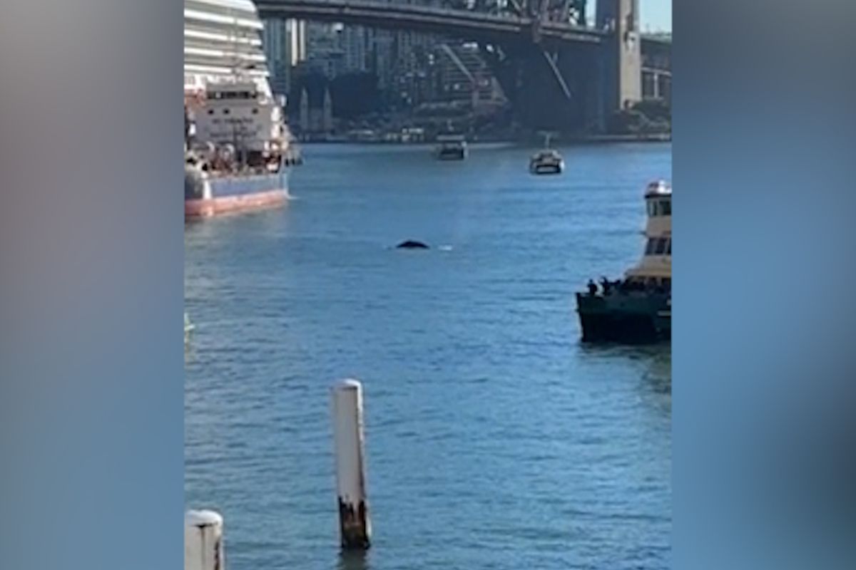 Mladý keporkak si připlul prohlédnout přístav v Sydney