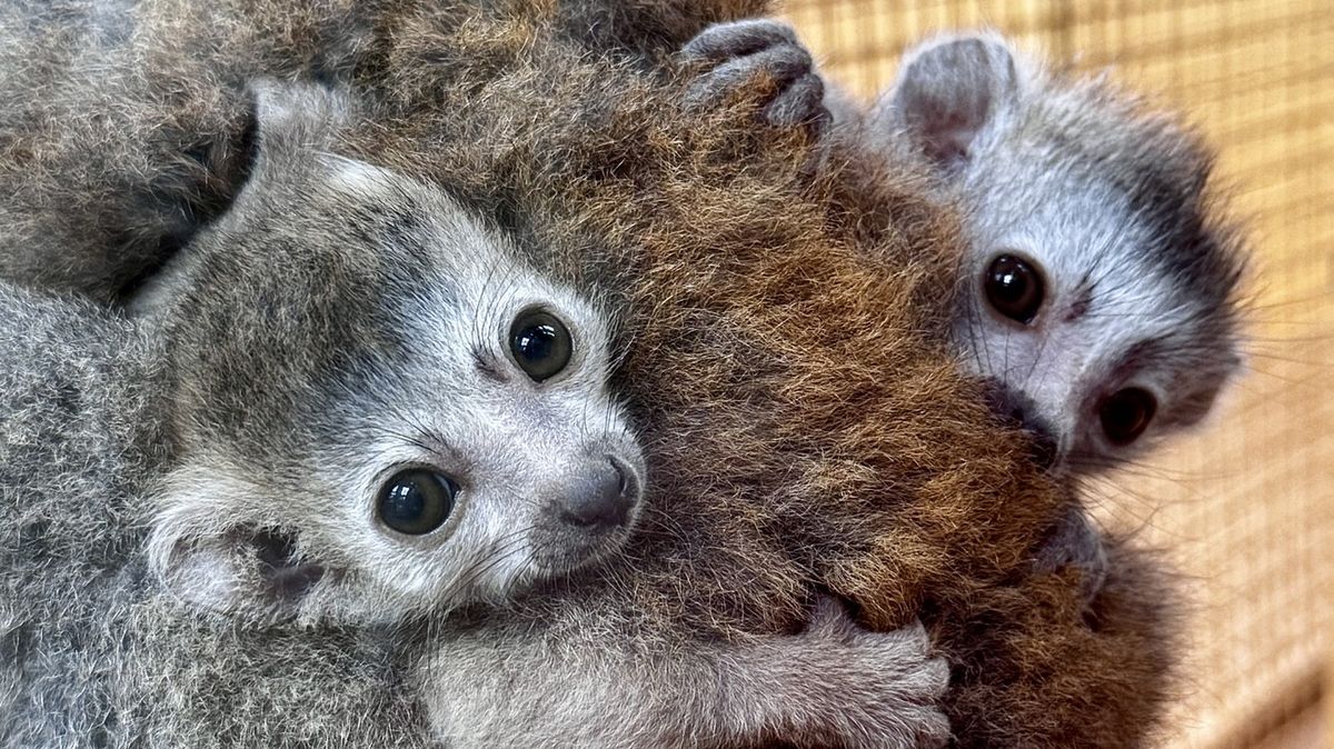 Jediná v ČR. V plzeňské zoo se narodila dvojčata lemurů korunkatých