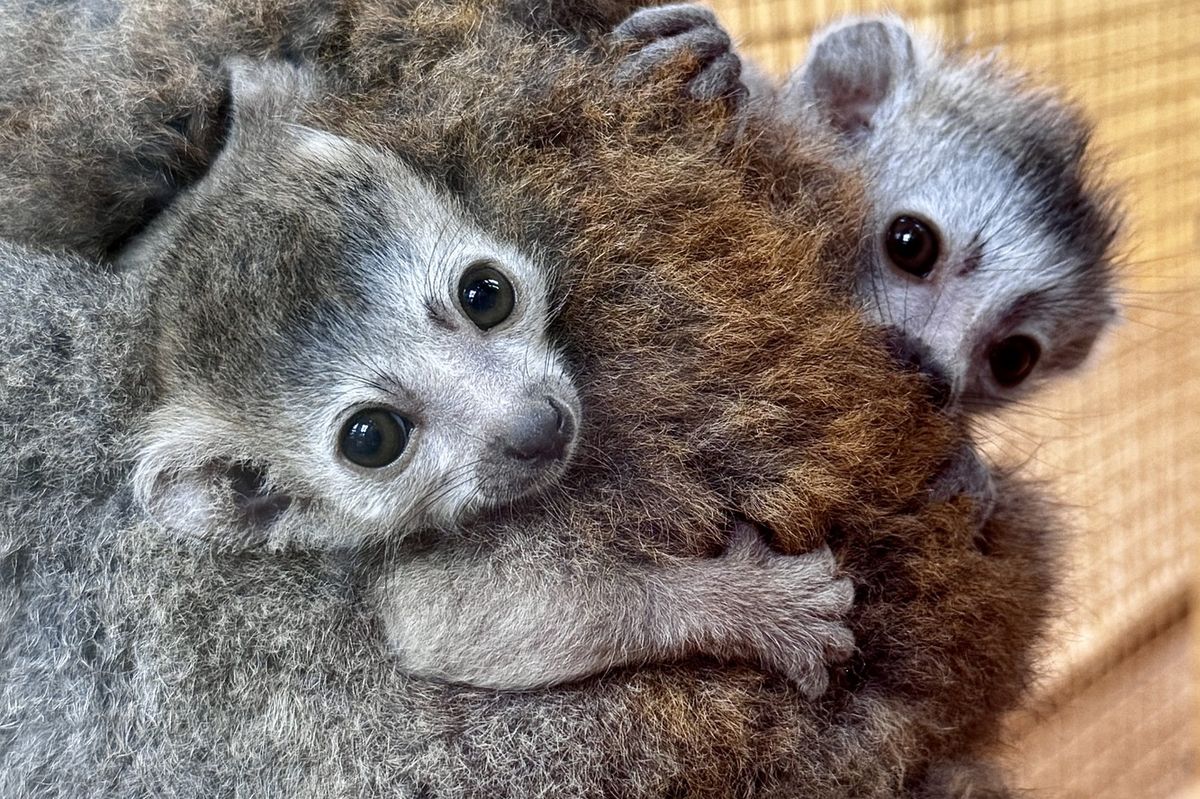 Jediná v ČR. V plzeňské zoo se narodila dvojčata lemurů korunkatých