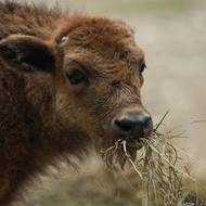 Prskavce velice chutnalo.