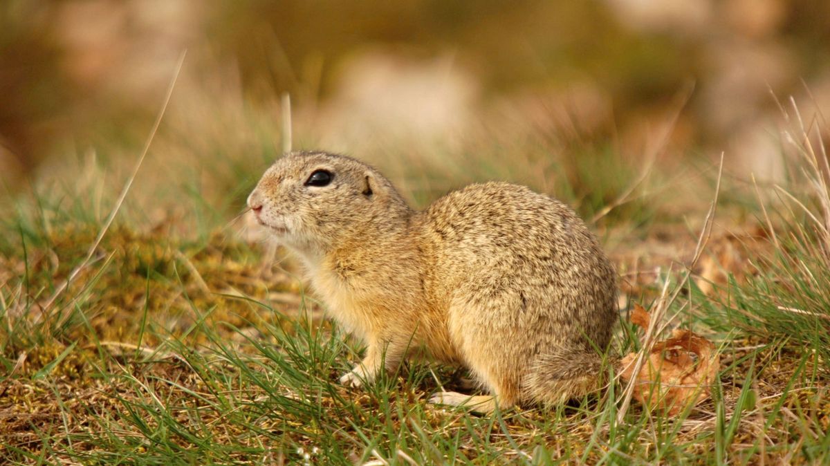 Šedesát syslů ze zoologických zahrad má nový domov v Českém středohoří