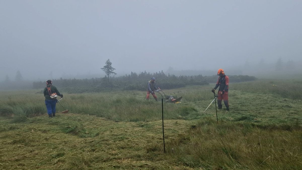 Správa národního parku v Krkonoších se pustila do sekání travin. Chce pomoci místním endemitickým rostlinám