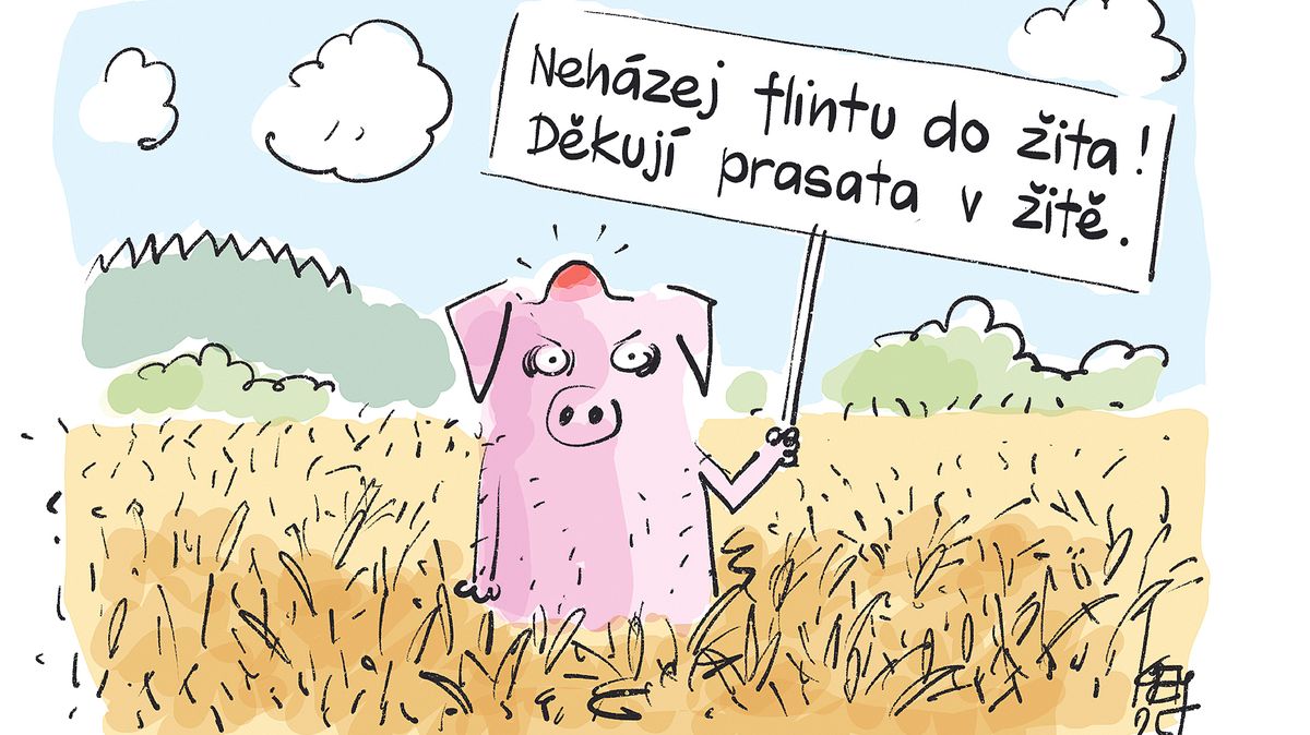 KEMEL: Prasata v žitě