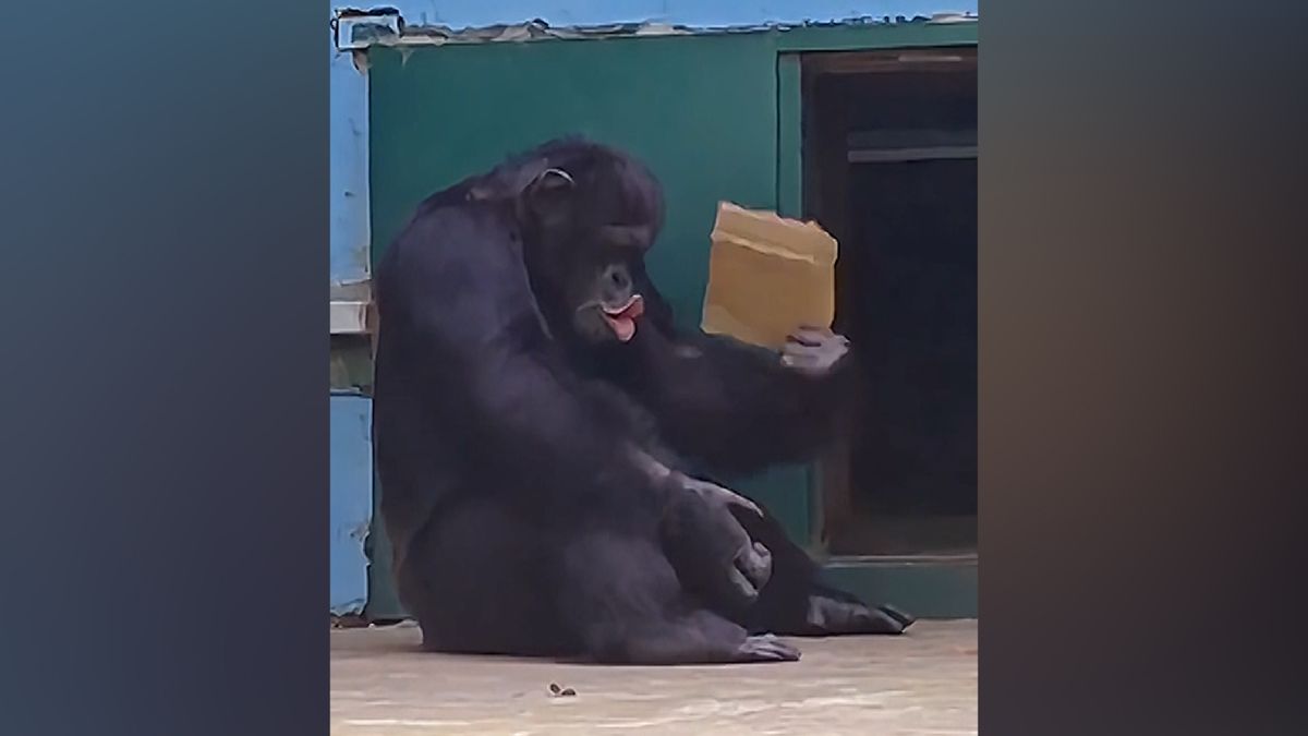 Šimpanzovi v zoo bylo vedro. Vzal si karton jako vějíř