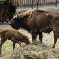Zubry chová zoologická zahrada od roku 1948.