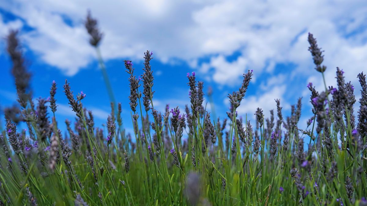 Nebojte se jarního řezu levandulí a okrasných trav: Rostliny vám bohatě obrostou