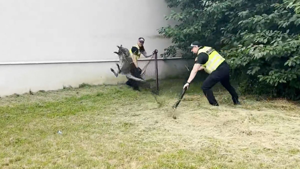 V ulicích Třebíče se proháněl klokan