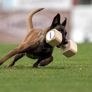 Na soutěži předváděli mimo jiné aport s dřevěnou činkou.