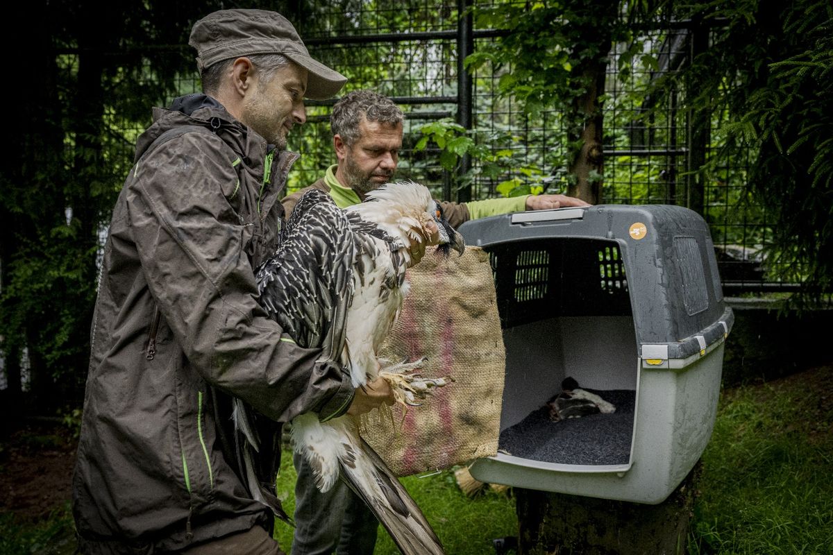 Samice orlosupa se na stáří přestěhovala z Liberce do Španělska. Božena pomohla zachránit druh 