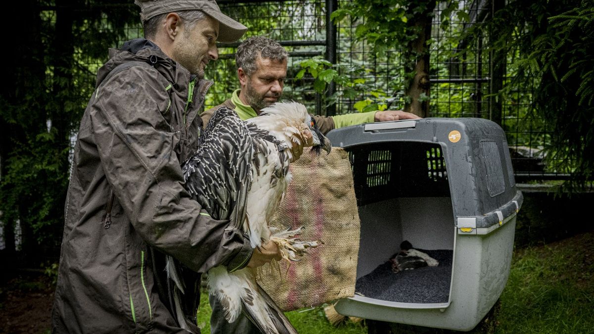 Samice orlosupa se na stáří přestěhovala z Liberce do Španělska. Božena pomohla zachránit druh