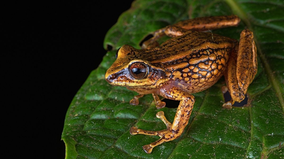 Malé a nenápadné. Peruánští vědci objevili tři nové druhy žab