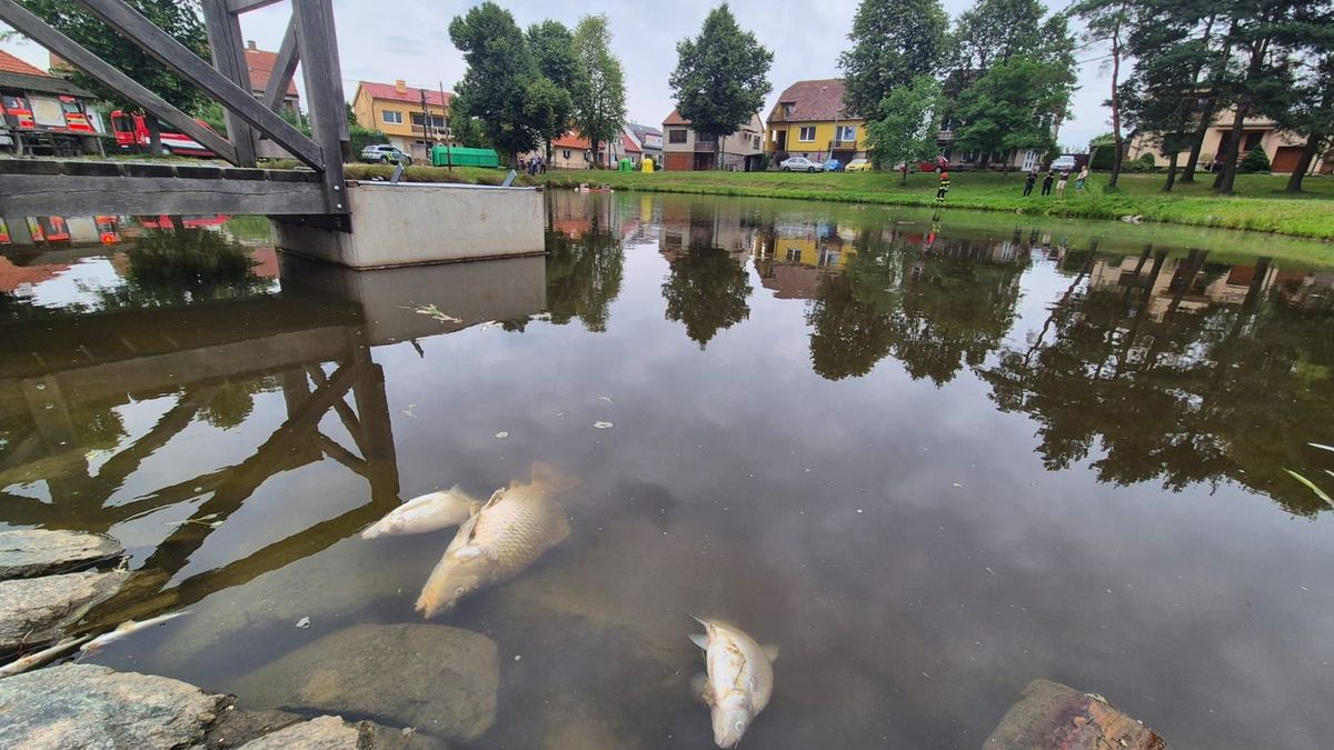 Nedostatek kyslíku ve vodě udusil na Suchém u Boskovic ryby v rybníku na návsi