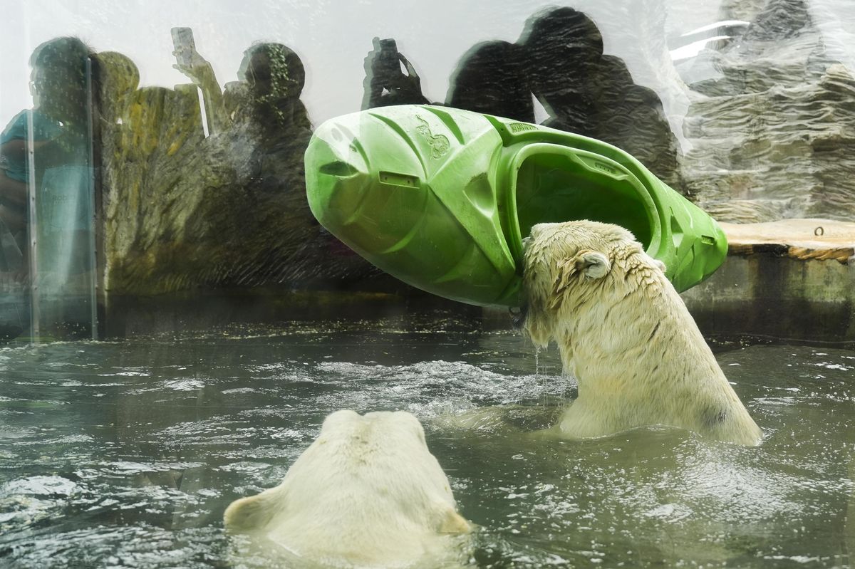 FOTO: Křest Prskavky a řádění ledních medvědů v pražské ZOO