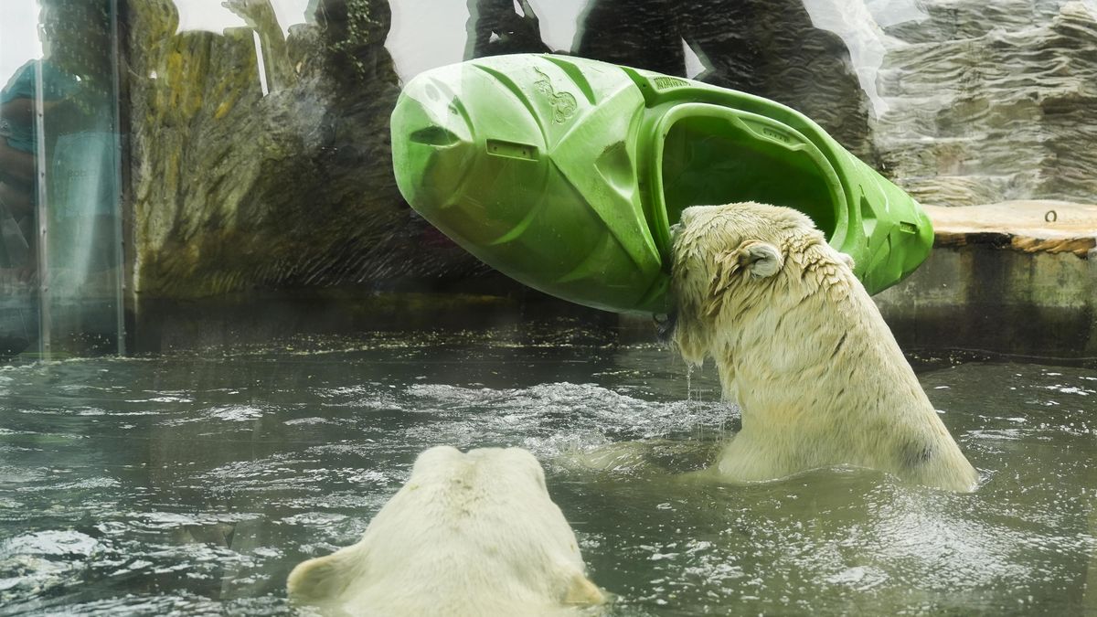 FOTO: Křest Prskavky a řádění ledních medvědů v pražské ZOO