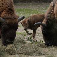 Ještě to potrvá, než Prskavka vyroste.