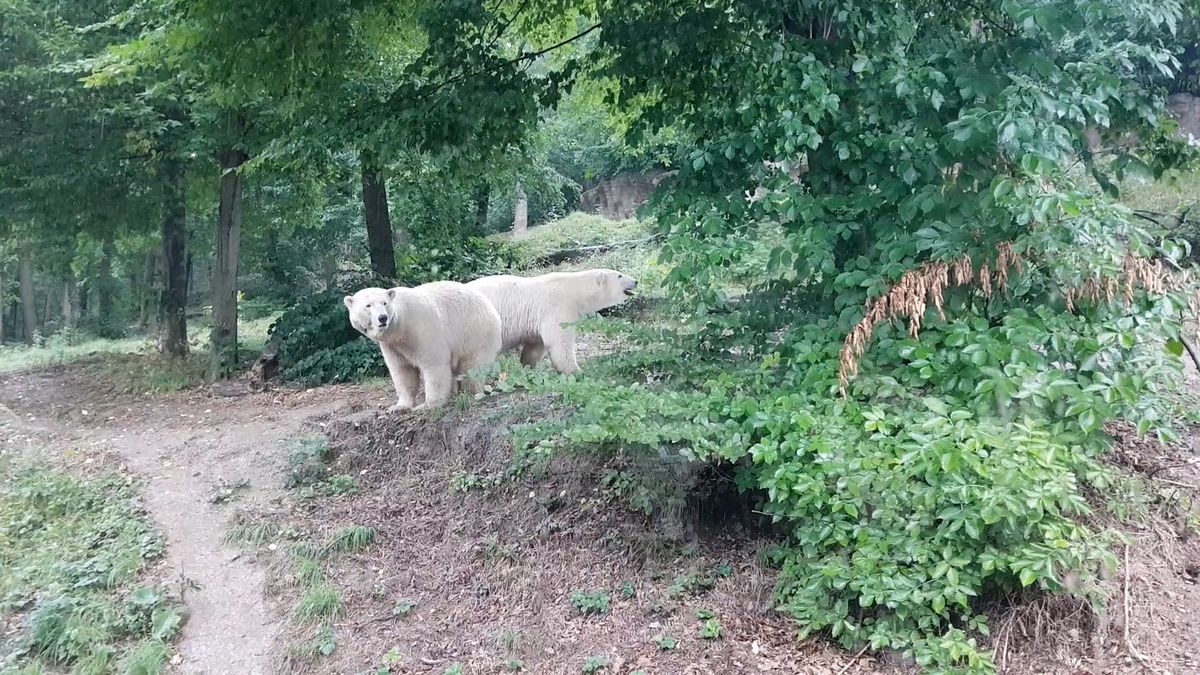 Drak, tradiční symbol Brna, se bude dělit o výsluní s ledním medvědem