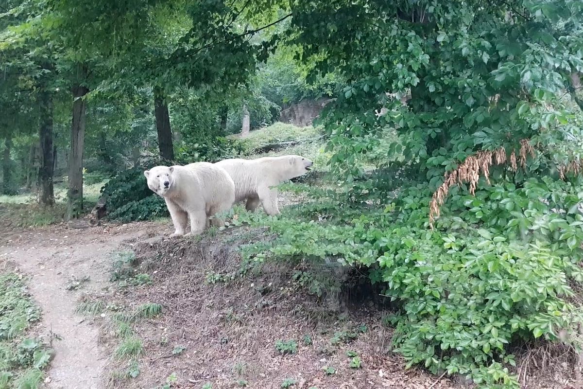Drak, tradiční symbol Brna, se bude dělit o výsluní s ledním medvědem