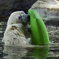 Lední medvědi Gregor a Aleut jsou dvojčata.