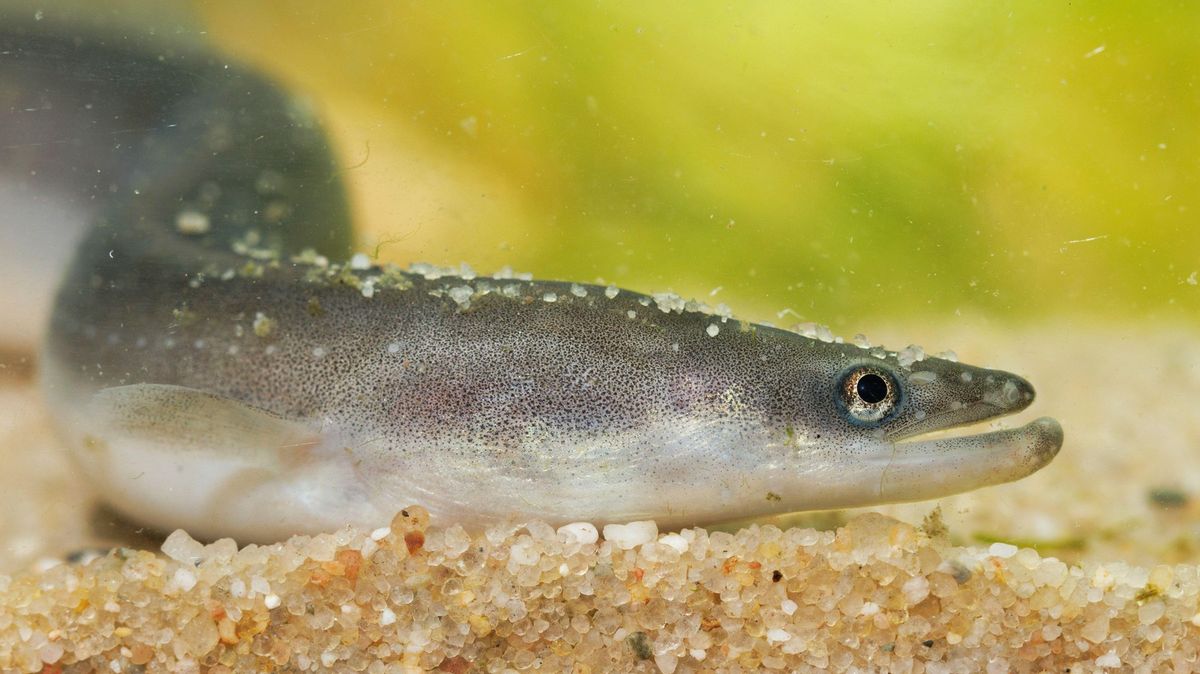 Čínští lékaři vyoperovali pacientovi z břicha živého úhoře