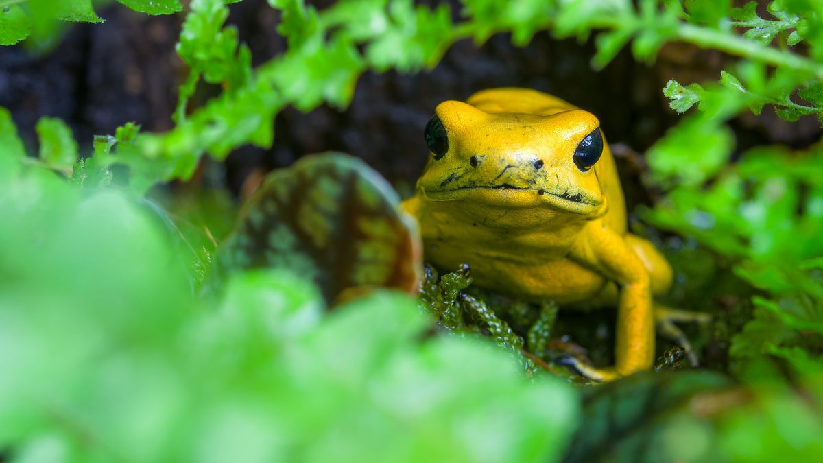 Pražská zoo láká o víkendu na sambu i nejjedovatější žábu světa