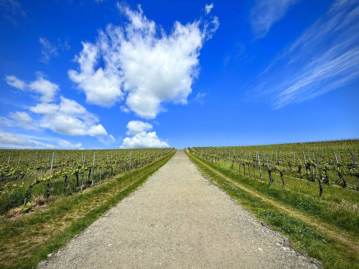 Cesta z parkoviště k rozhledně vede mezi vinohrady a trvá zhruba 10 minut.