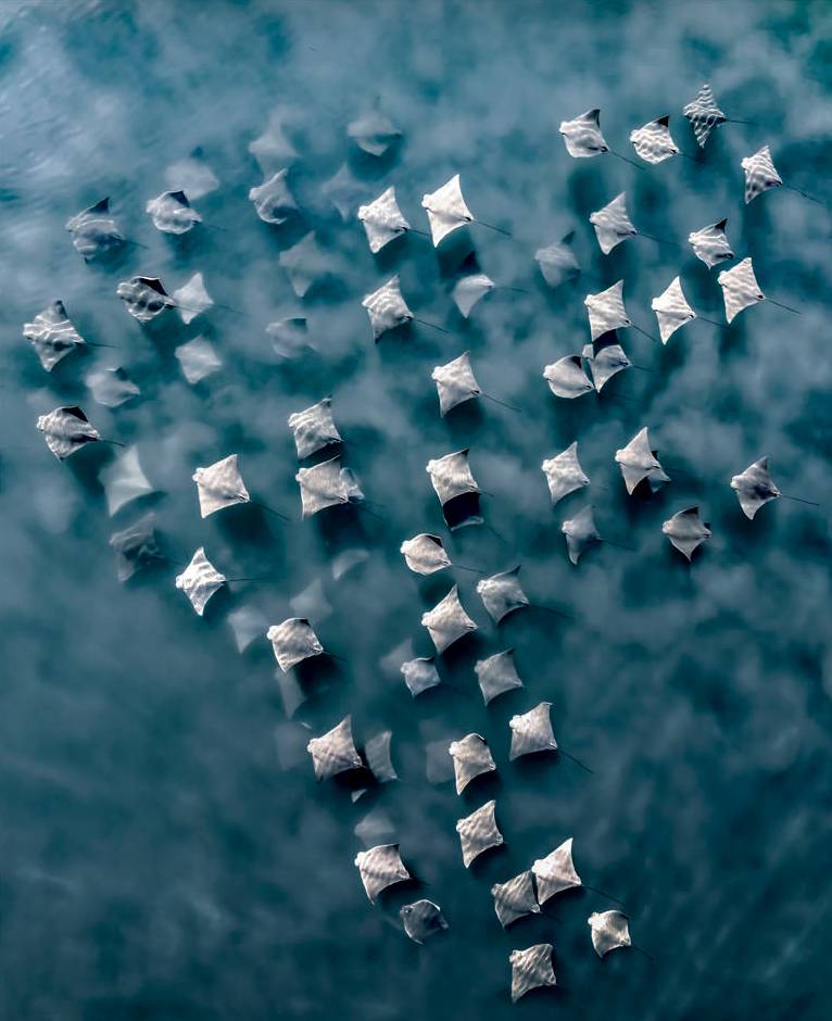 Další fotografie vítězky zachycuje siby atlantské několik set metrů od newyorského pobřeží, jak čeří písek a hladinu při proplouvání vodou.