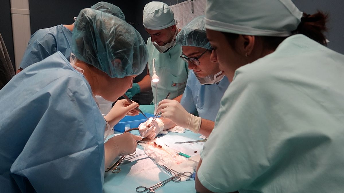 Do Plzně dorazili medici z různých koutů světa, lákají je operace na živých prasatech