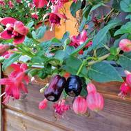 Marmeláda z fuchsií? Proč ne! Plody fuchsií jsou jedlé a často překvapí svou chutí.