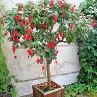 Fuchsie pěstovaná jako stromek