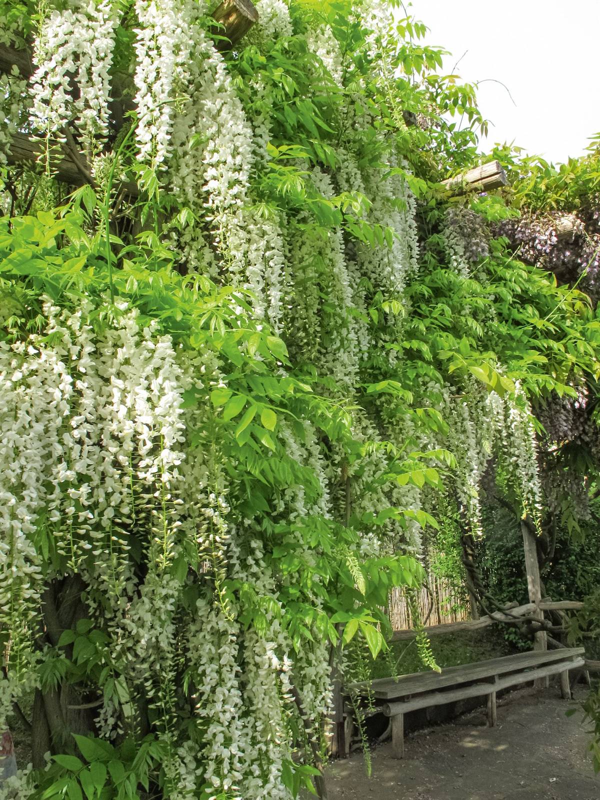 Wisteria ‚Silver Prolific‘
