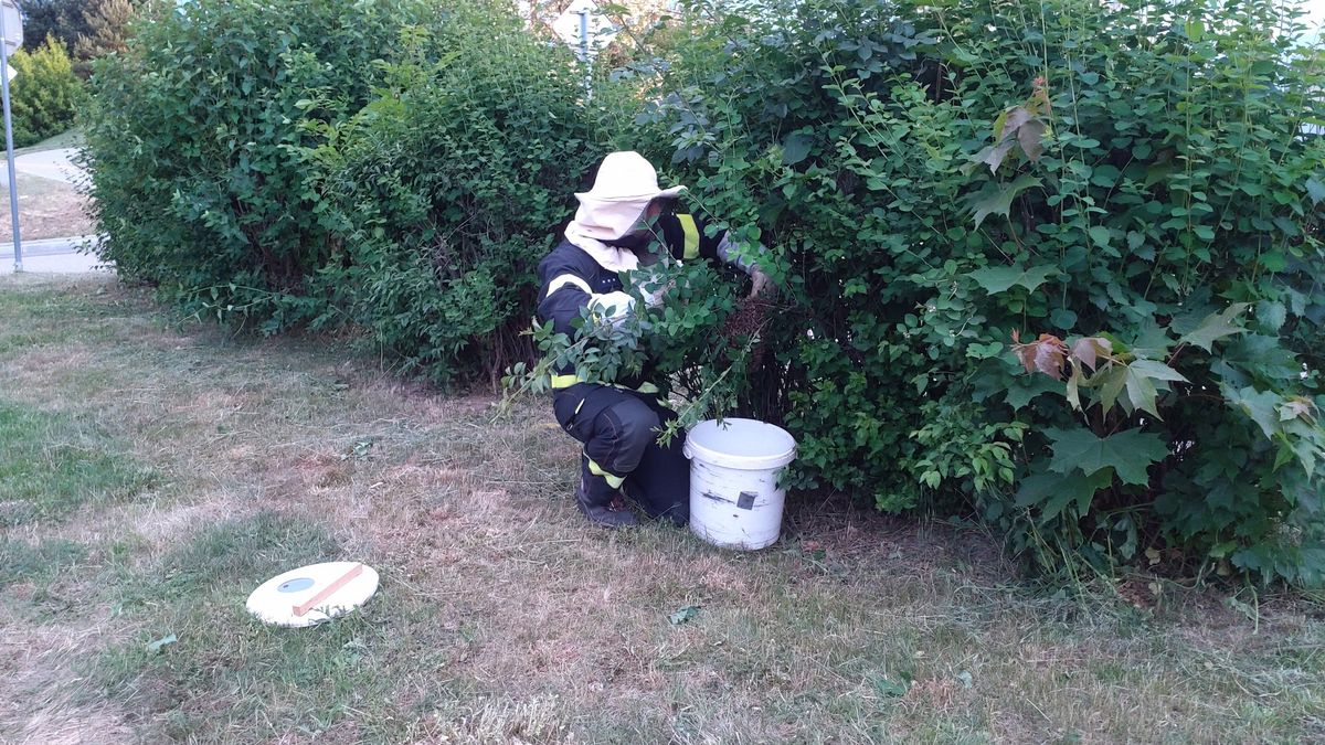 Záchranáři denně řeší případy bodnutí hmyzem. Alergici mohou být ohroženi na životě