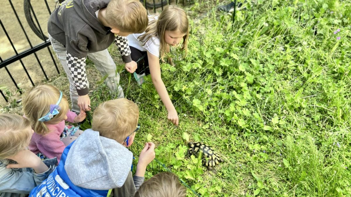 U pražské školy vznikl želví výběh. Prohánějí se v tamním parku