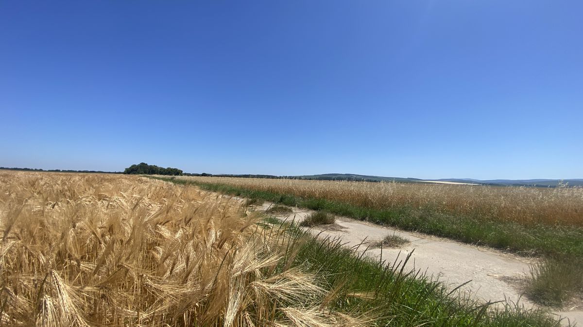Krajina kolem Veselí se změní. Město do ní vysadí tisíce nových stromů