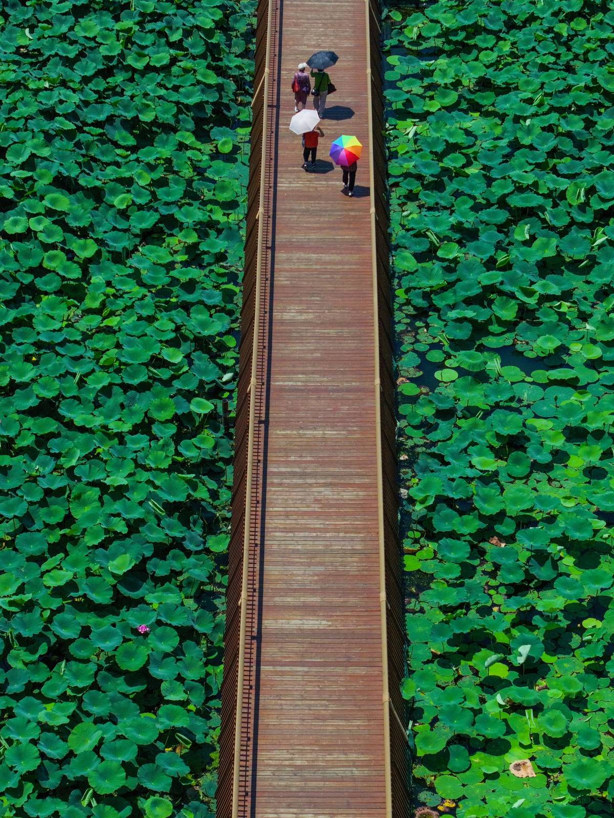Vodní park Süan-wu pokrytý lotosy