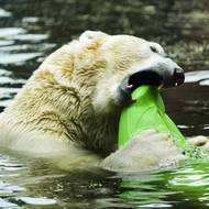 Medvědí zuby nic nezastaví.