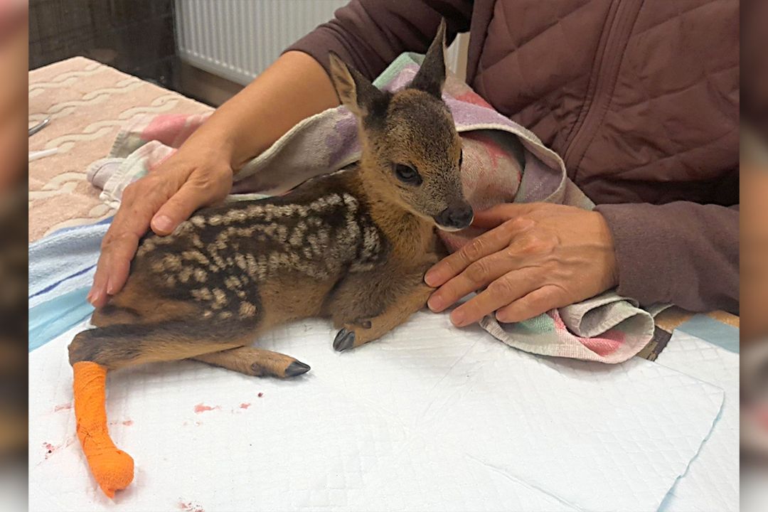 Zvířata se nemají zachraňovat zbytečně, míní ochránci přírody