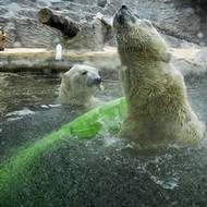 Pořádně se oklepat. Ještě, že jsou medvědi za sklem.