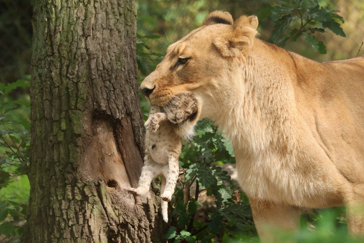 V brněnské zoo se po osmi letech narodilo lvíče