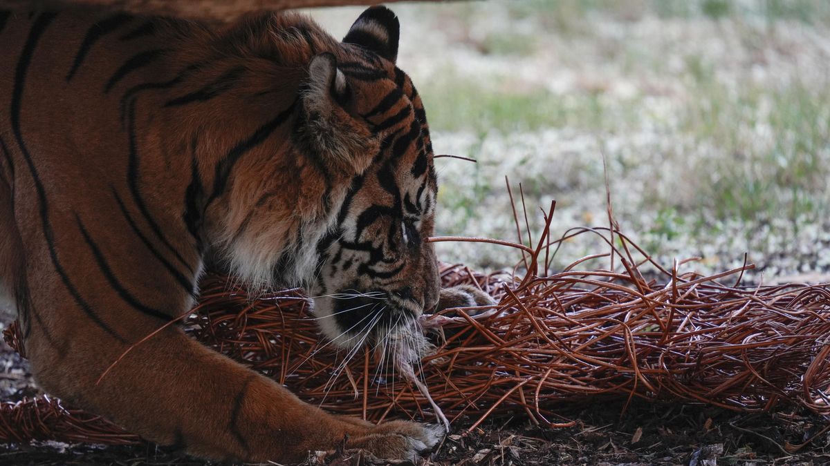 FOTO: Nový tygr v pražské zoo Achilles „lovil“ proutěnou srnu