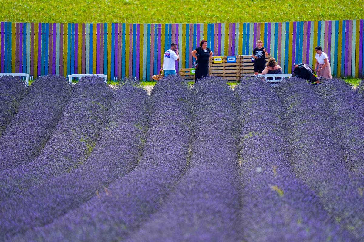 Fialová, kam se podíváš. Levanduli jezdí sbírat lidé z blízkého okolí i z daleka.