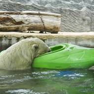 Jestlipak není v lodi nějaké žrádlo…
