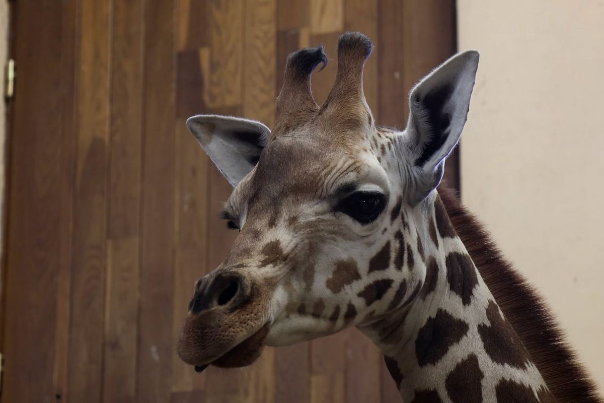 Do jihlavské zoo dorazili dva noví žirafí samci. Čekají ještě třetího do party