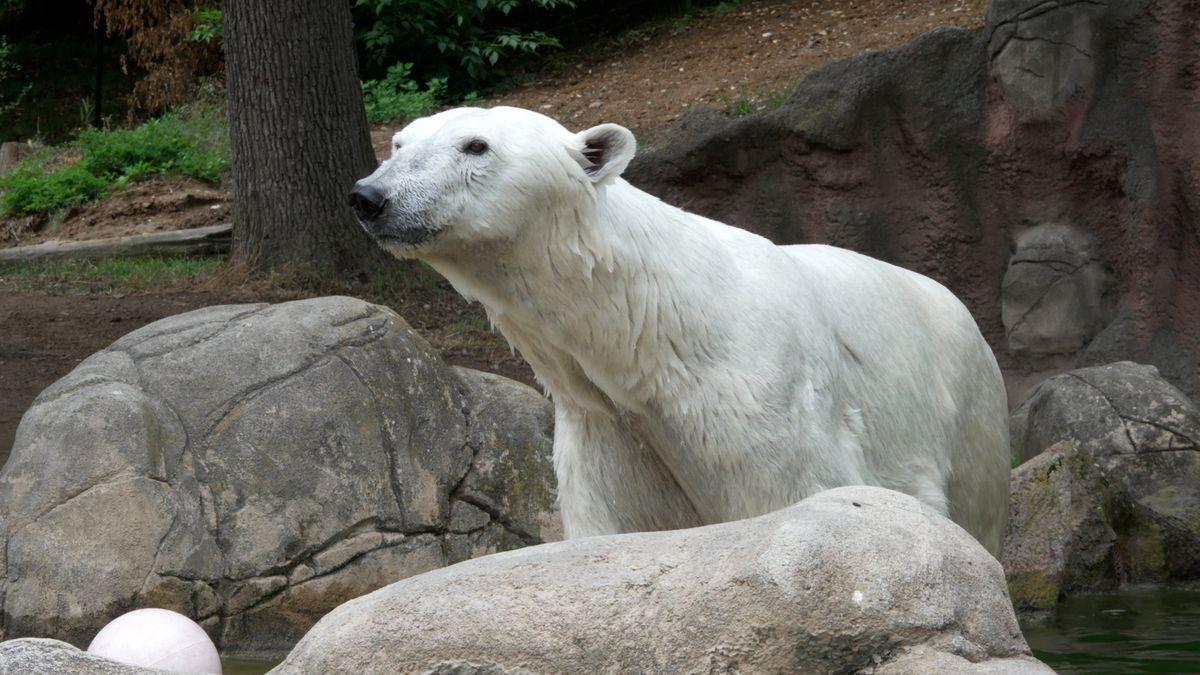 Hvězda brněnské zoo je zpět a užívá si přemety v bazénu. Medvědici Coru vidí lidé znovu po dvou letech