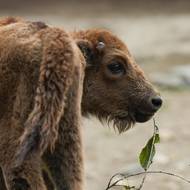 Prskavka je už 103. mládě, které se podařilo v Praze odchovat.
