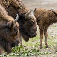Všechna jména zubrů, co se narodí v pražské ZOO, musí začínat písmeny „Pr.“ Je to z důvodu, aby bylo poznat, že jsou původem z Prahy.