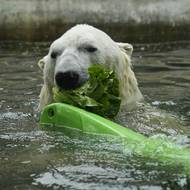 Při radovánkách pěkně vyhládlo.