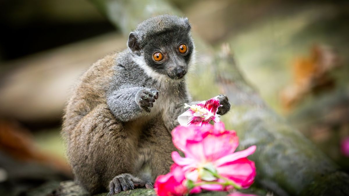 V Ostravě se daří odchov nejvzácnějších lemurů na světě. Milují nektar z květin