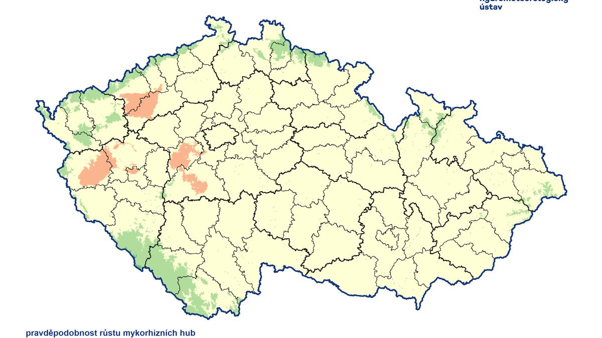 Počasí přeje houbám. Zavařit si člověk může i těmi jedlými