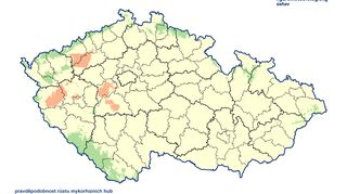 Počasí přeje houbám. Zavařit si člověk může i těmi jedlými