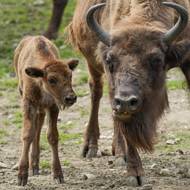 Porod mláděte byl dramatický. Po porodu zapadlo do bahna a bylo nutné ho vytahovat pomocí prken a provazu.